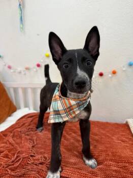 American Staffordshire Terrier and Cattle Dog Dogs Available for Adoption - Flyn Ryder | PetCurious