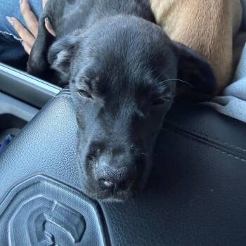 Darcy -  Labrador Retriever Dog for Adoption in Greensboro, North Carolina - Darcy | PetCurious