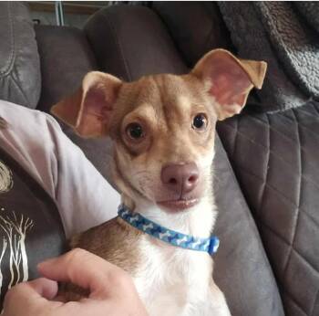 Rescue Chihuahua Dogs for Adoption in Vacaville, California - Dobby | PetCurious