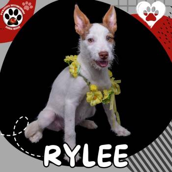 Standard Schnauzer and Border Collie Dogs Available for Adoption in Foxfield, Colorado - RYLEE | PetCurious