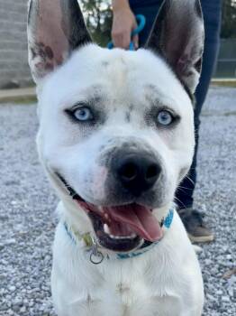 Rescue Mixed Breed Dogs for Adoption in Franklin, Kentucky - Frank | PetCurious