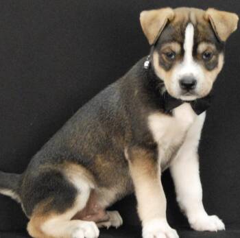 Husky Dogs Available for Adoption in Newland, North Carolina - Chamber | PetCurious