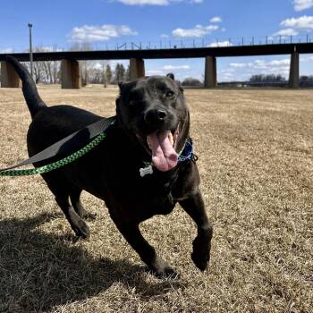 Labrador Retriever Dogs Available for Adoption in Grand Forks, North Dakota - Elvis | PetCurious