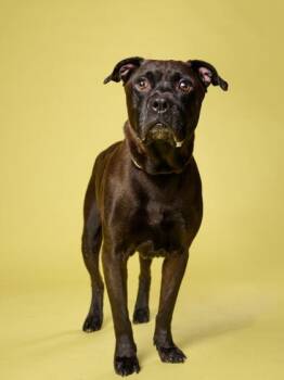 Papa Bear -  Mixed Breed Dog for Adoption in Atlanta, Georgia - Papa Bear | PetCurious