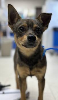 Peter -  Chihuahua Dog for Adoption in Portland, Oregon - Peter | PetCurious
