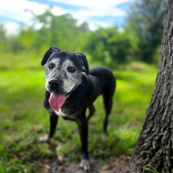 Freida -  Mixed Breed Dog for Adoption in Port Charlotte, Florida - Freida | PetCurious