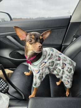 Chihuahua Dogs Available for Adoption in Merrillville, Indiana - Radiance | PetCurious