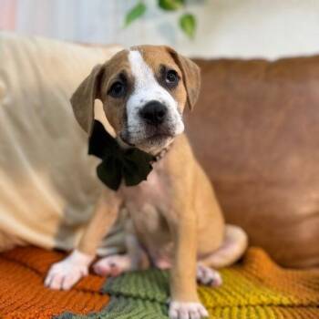 American Staffordshire Terrier and Labrador Retriever Dogs Available for Adoption in Friendswood, Texas - Rococo Tulip | PetCurious