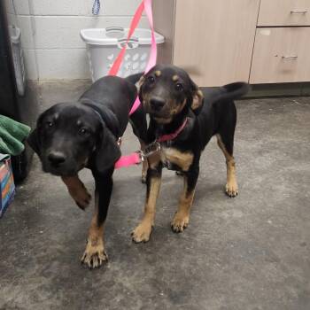 Hound and Mixed Breed Dogs Available for Adoption in Evensville, Tennessee - Gus | PetCurious