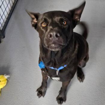 Tony Stark -  Black Labrador Retriever and Shepherd Dog for Adoption in Patchogue, New York - Tony Stark | PetCurious