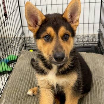 Diego (Black Collar) -  German Shepherd Dog and Husky Dog for Adoption in Kingman, Kansas - Diego (Black Collar) | PetCurious
