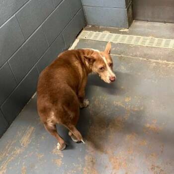 Rescue Mixed Breed Dogs for Adoption in Gadsden, Alabama - Glam | PetCurious