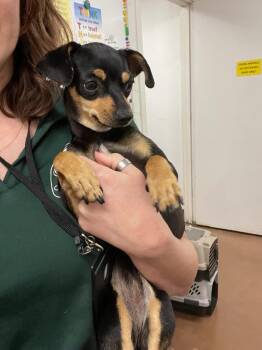 Lacy -  Chihuahua and Terrier Dog for Adoption in Chico, California - Lacy | PetCurious