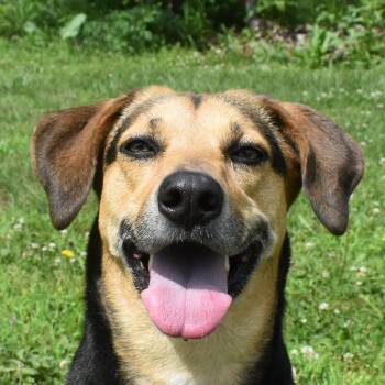Rescue Coonhound Dogs for Adoption in Auburn, Nebraska - Dream | PetCurious
