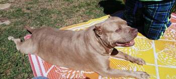 Pit Bull Terrier Dogs Available for Adoption in Brookshire, Texas - Maia Rain | PetCurious