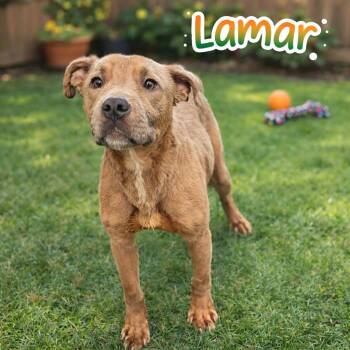 Mixed Breed Dogs Available for Adoption in Clarksville, Tennessee - Lamar | PetCurious