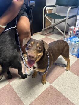 Nate (Lab/Dachshund Mix) -  Labrador Retriever and Dachshund Dog for Adoption in Ontario, California - Nate (Lab/Dachshund Mix) | PetCurious
