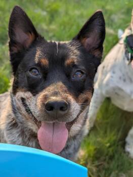 Australian Cattle Dog Blue Heeler Dogs Available for Adoption in Mansfield, Connecticut - Rhubarb | PetCurious