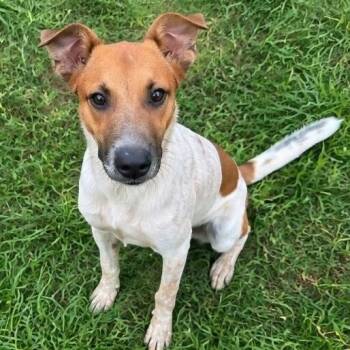 Snickerdoodle -  Belgian Shepherd Malinois Dog for Adoption in Houston, Texas - Snickerdoodle | PetCurious