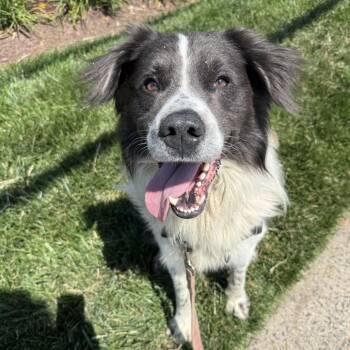 Loki -  Border Collie and Mixed Breed Dog for Adoption in Falls Church, Virginia - Loki | PetCurious