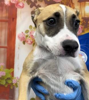 AMELIA -  Pit Bull Terrier Dog for Adoption in San Bernardino, California - AMELIA | PetCurious