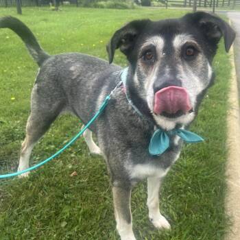 Brock -  Mixed Breed Dog for Adoption in Canal Winchester, Ohio - Brock | PetCurious