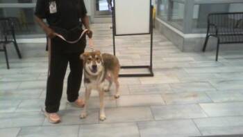 A1269390 -  Siberian Husky and Mixed Breed Dog for Adoption in Charlotte, North Carolina - A1269390 | PetCurious