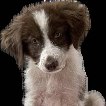 Star -  Border Collie and Australian Shepherd Dog for Adoption in Dallas, Texas - Star | PetCurious
