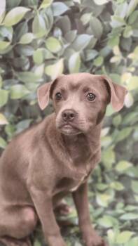 Pug and Dachshund Dogs Available for Adoption in Austin, Texas - Grace Velvita MM | PetCurious