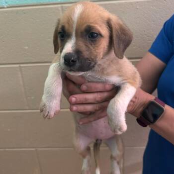 Cedar -  Mixed Breed Dog for Adoption in Westhampton, New York - Cedar | PetCurious