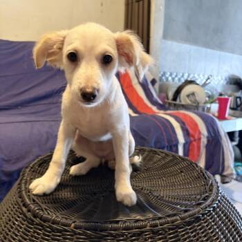 Vienna -  Border Terrier and Chihuahua Dog for Adoption in Poway, California - Vienna | PetCurious