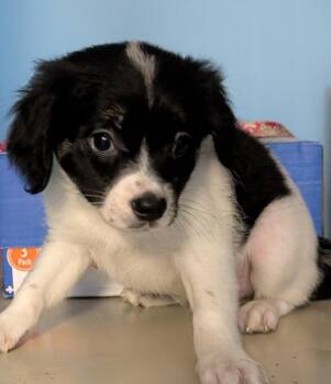 Ariel -  Dachshund and Mixed Breed Dog for Adoption in St. Augustine, Florida - Ariel | PetCurious