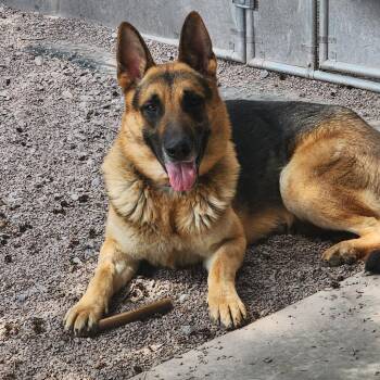 German Shepherd Dog Dogs Available for Adoption in New Ringgold, Pennsylvania - Klaus (26-207) | PetCurious