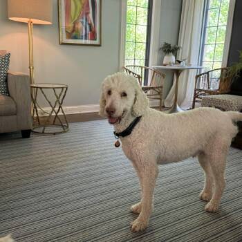 Goldendoodle Dogs Available for Adoption in Lancaster, Kentucky - Dayton | PetCurious