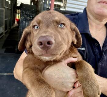 A litter - Amos -  Labrador Retriever and Husky Dog for Adoption in Edna, Texas - A Litter - Amos | PetCurious