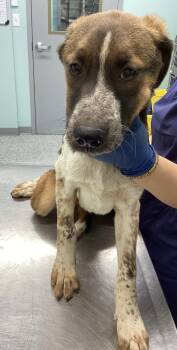 Terrier Dogs Available for Adoption in Athens, Tennessee - Cinnamon | PetCurious