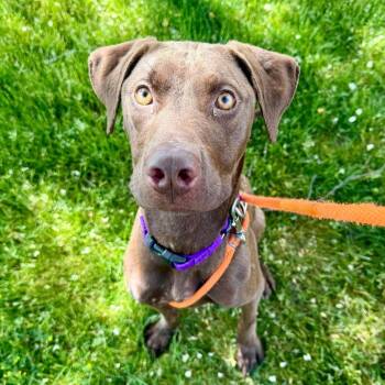 Twigs -  Labrador Retriever Dog for Adoption in Grand Rapids, Michigan - Twigs | PetCurious