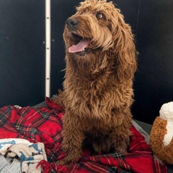 Chewbacca -  Poodle and Golden Retriever Dog for Adoption in Plain City, Ohio - Chewbacca | PetCurious