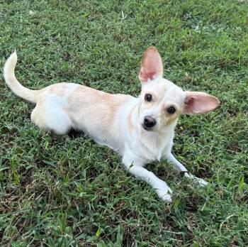 Rabbit -  Chiweenie and Dachshund Dog for Adoption in Smyrna, Georgia - Rabbit | PetCurious