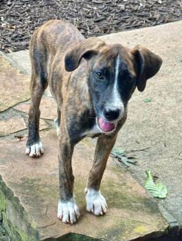 Butterscotch -  Hound and Labrador Retriever Dog for Adoption in Milton, Georgia - Butterscotch | PetCurious