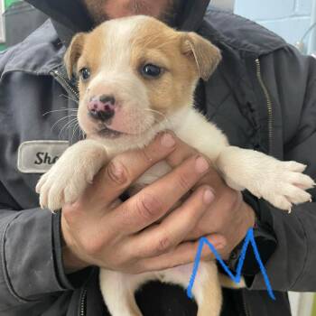 Terrier Dogs Available for Adoption - NY Duke Avail Feb 14 (Tracotr Supply Patterson) | PetCurious