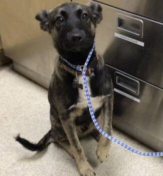 Belgian Shepherd Malinois Dogs Available for Adoption - NIKO | PetCurious