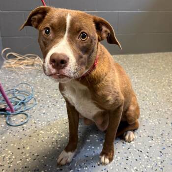 Dynasty -  Pit Bull Terrier and Mixed Breed Dog for Adoption in Tuscaloosa, Alabama - Dynasty | PetCurious