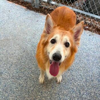 Sandy -  Collie and Smooth Collie Dog for Adoption in Quakertown, Pennsylvania - Sandy | PetCurious