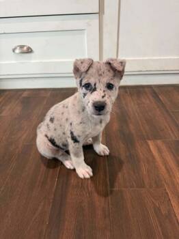 Catahoula Leopard Dog Dogs Available for Adoption in Houston, Texas - Cora The Party Pup | PetCurious