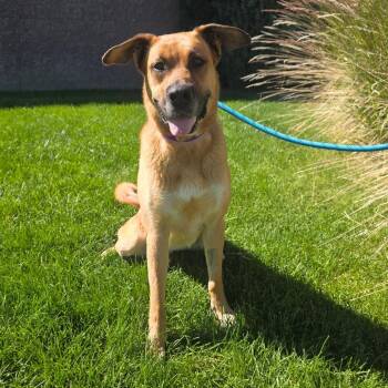 Maggie (Tricky) -  Belgian Shepherd Malinois and Mixed Breed Dog for Adoption in Great Falls, Montana - Maggie (Tricky) | PetCurious