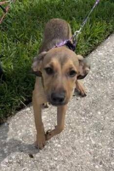Maxime -  Mixed Breed Dog for Adoption in Wekiwa Springs, Florida - Maxime | PetCurious