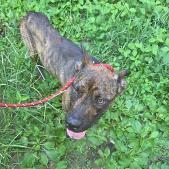 07/15/2026-Stray-31stAvenue-BlackJack -  Pit Bull Terrier and Mixed Breed Dog for Adoption in Columbus, Georgia - 07/15/2026-Stray-31stAvenue-BlackJack | PetCurious