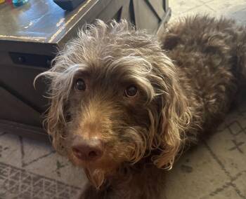 Tucker -  Labrador Retriever and Poodle Dog for Adoption in Bloomington, Indiana - Tucker | PetCurious