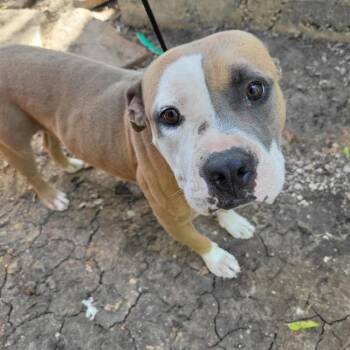 REX -  American Staffordshire Terrier Dog for Adoption in San Antonio, Texas - REX | PetCurious